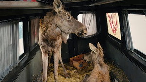 Checkpoint Zoo háttérkép