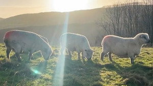 Countryfile 36. évad Ep.5 5. epizód