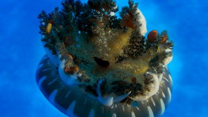 Wonders of the Sea 3D háttérkép