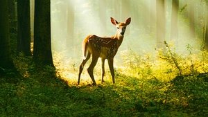 Bambi – Egy élet az erdőben háttérkép