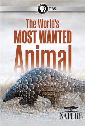 Pangolins: The World's Most Wanted Animal poszter