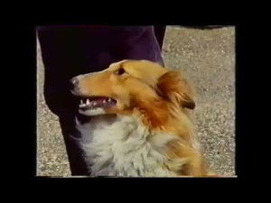Training Dogs the Woodhouse Way 1. évad Ep.5 5. epizód