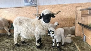 Moutons blancs, nez noirs - Les chouchous du Valais háttérkép