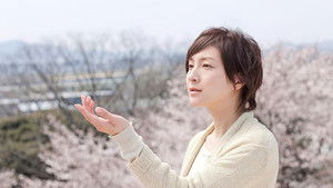 桜、ふたたびの加奈子 háttérkép