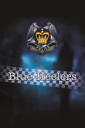 Blue Heelers