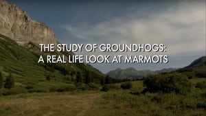 The Study Of Groundhogs: A Real Life Look At Marmots háttérkép