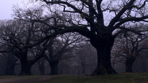 Sideworld: Haunted Forests of England háttérkép