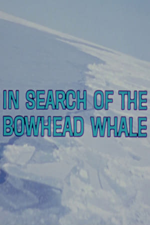 In Search of the Bowhead Whale poszter