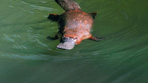 Platypus: World's Strangest Animal háttérkép