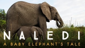 Naledi: A Baby Elephant's Tale háttérkép