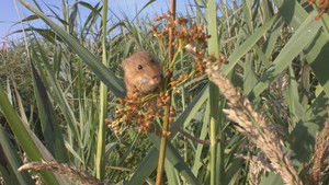 Aélia, la souris des moissons háttérkép