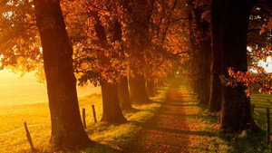 Voir l'automne, une saison en France háttérkép