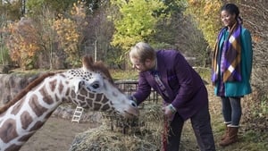 Dikkertje Dap háttérkép