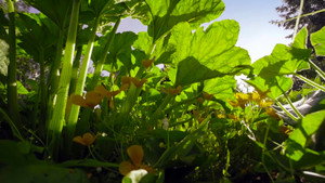 Le Petit Peuple du potager háttérkép