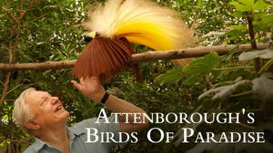 Attenborough paradicsommadarai háttérkép