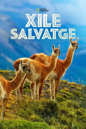 Vad Chile poszter