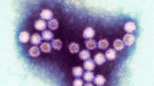 Winter Viruses and How to Beat Them háttérkép