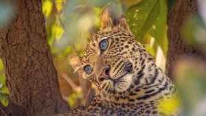 Olimba, Königin der Leoparden háttérkép