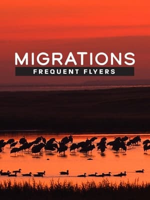 Migrations: Frequent Flyers poszter