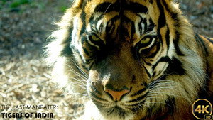The Last Maneater: Killer Tigers of India háttérkép