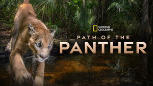 Everglades: A puma nyomában háttérkép