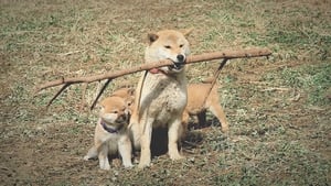 マリと子犬の物語 háttérkép