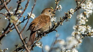 Springwatch 16. évad Ep.8 8. epizód