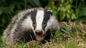 Springwatch 17. évad Ep.2 2. epizód