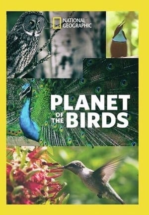 Planet of the Birds poszter