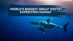 World's Biggest Great White? háttérkép