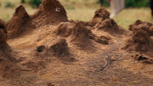 Termites: The Inner Sanctum háttérkép
