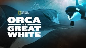 Orca Vs Great White háttérkép