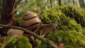 Éloge des animaux lents háttérkép