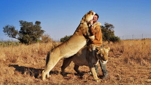 Killer IQ: Lion vs. Hyena háttérkép
