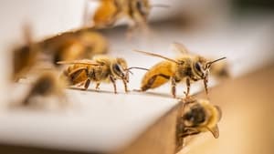 The Great Australian Bee Challenge kép