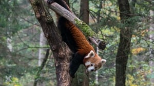 Red Panda: World's Cutest Animal háttérkép