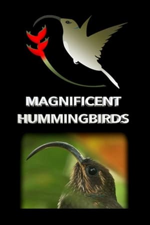 Magnificent Hummingbirds