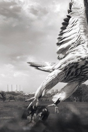 Mein Falke poszter