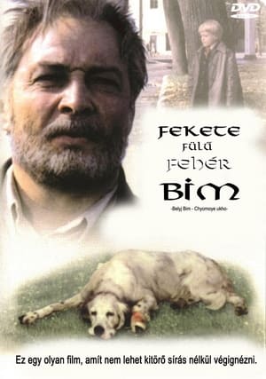 Fekete fülű fehér Bim