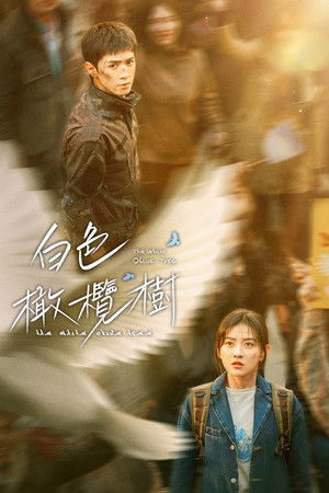白色橄榄树 poszter