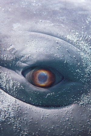 MOBY DICK; or, The Whale poszter