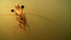 The Shrimp háttérkép