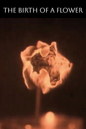 The Birth of a Flower poszter