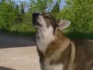 The Littlest Hobo 6. évad Ep.11 11. epizód