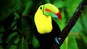 Untamed Costa Rica with Filipe DeAndrade háttérkép