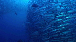 The Magic of the Big Blue. Seven Continents kép