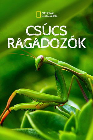 Csúcsragadozók poszter