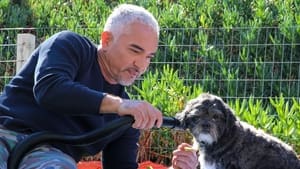 Cesar Millan: Jó gazdi, jó kutya 1. évad Ep.9 9. epizód