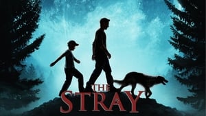 The Stray háttérkép