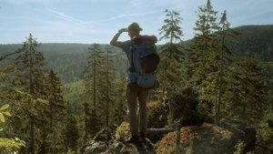 Der wilde Wald háttérkép